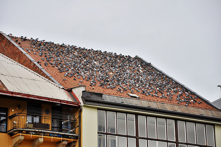 A2B Pest Control are able to install spikes to deter birds from roofs in Sandwell. 